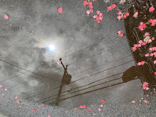 Pretty Wire -- Melanie Phillips