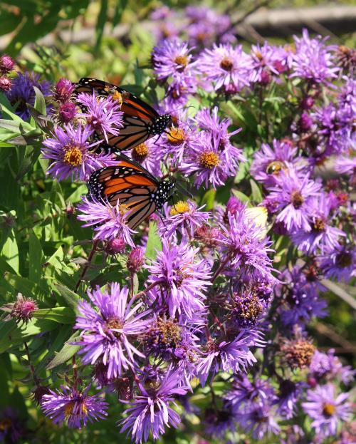 Monarchs on Wild Astors