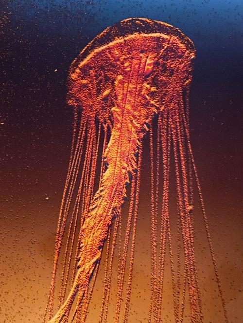 jelly fish 8278