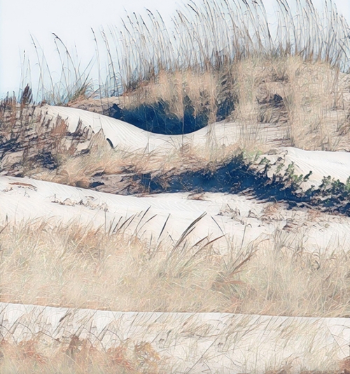 Carol Dunne, Dunes and Grasses