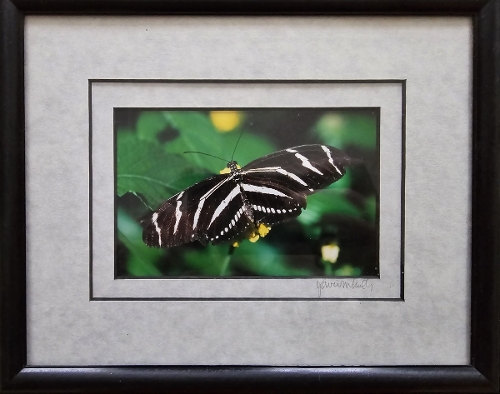 David Kelly, Zebra Longwing