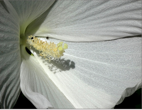 Susan Parish, Pam's Moonflower