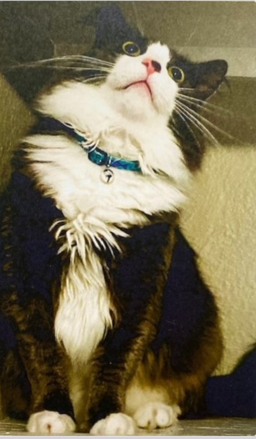 V Bresnitz, Catnip