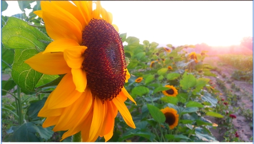 Sunflowers by K. Clark