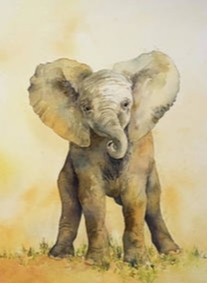 Baby-Elphant-Moore-Mo.jpg